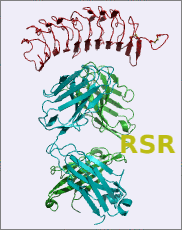 RSR - GAD hMAb 3C3